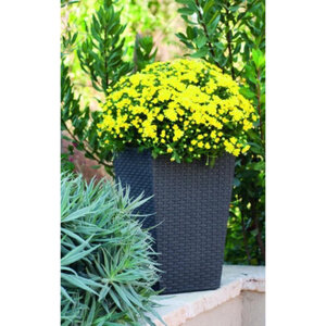 KETER Saksija siva 28x28x43cm rattan
