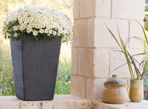 KETER Saksija siva 38x38x57cm rattan