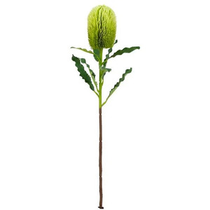 BIZZOTTO dekorativni cvijet BANKSIA 65cm zelena