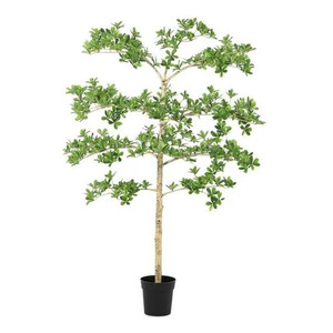 BIZZOTTO pittosporum 160cm lončanica