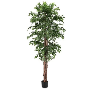BIZZOTTO fikus 210cm lončanica