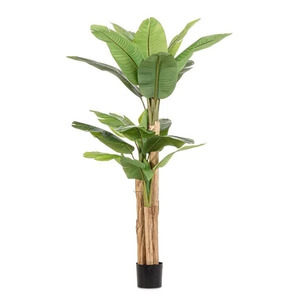 BIZZOTTO stablo banane 200cm lončanica