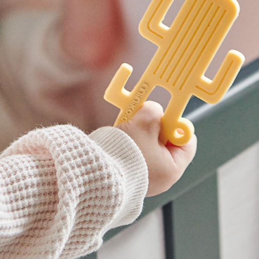 Minikoioi glodalica kaktus / žuta