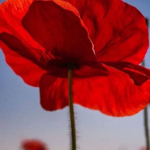 Durance krema za ruke Pretty poppy, 30 ml