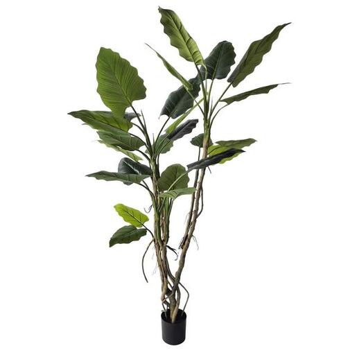 BIZZOTTO cvijeće alokasija 150cm u saksiji 0173038