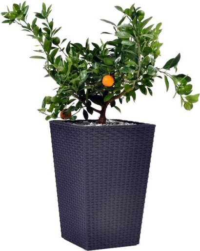 KETER Saksija siva 38x38x57cm rattan