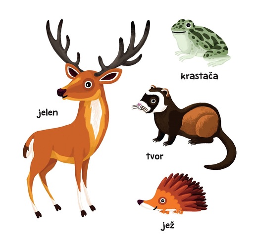 Gdje si ti? Ko si ti? - Šuma i šumske životinje