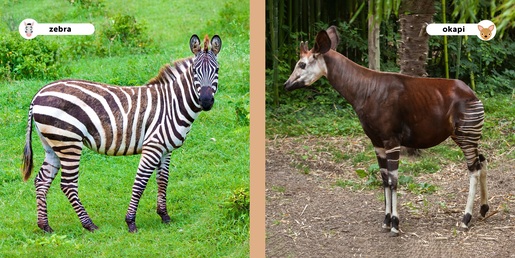 Moji prijatelji životinje - Divlje životinje