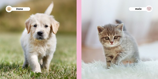 Moji prijatelji životinje - Bebe životinja