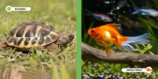 Moji prijatelji životinje - Kućni ljubimci