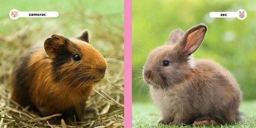 Moji prijatelji životinje - Kućni ljubimci