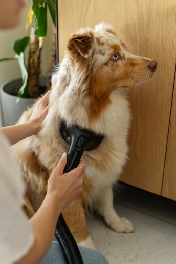 GORENJE štapni usisivač SVC296449NMBL, NEOMASTER