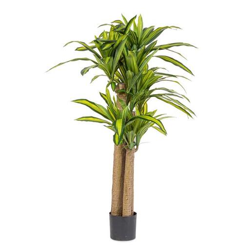 BIZZOTTO dračena 150cm