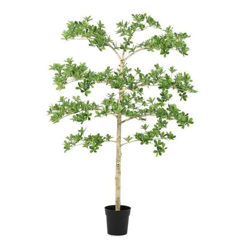BIZZOTTO pittosporum 160cm lončanica