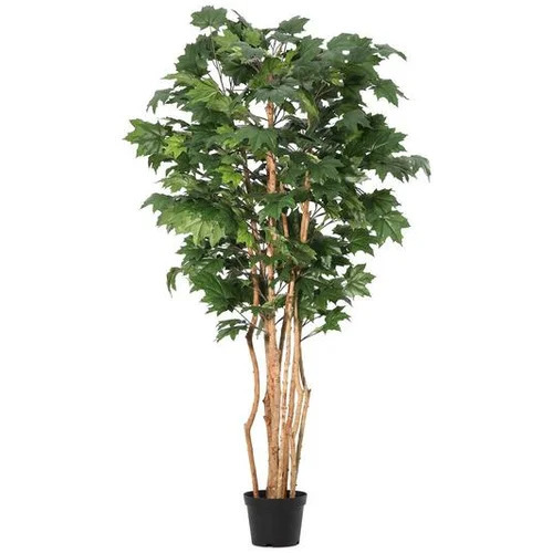 BIZZOTTO kanadski javor 195cm pvc