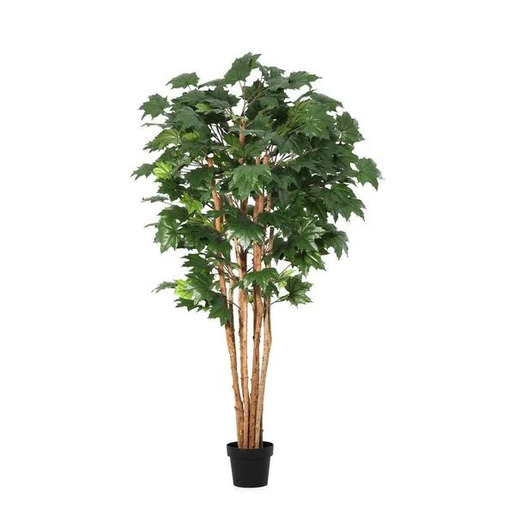 BIZZOTTO stablo kanadskog javora 175cm lončanica
