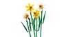 LEGO Iconic Narcisi 40747