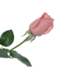 Umjetni cvijet ruža, roza