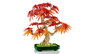 LEGO® Botanicals Bonsai japanski crveni javor 10348