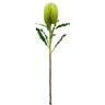BIZZOTTO dekorativni cvijet BANKSIA 65cm zelena