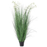 BIZZOTTO grevillea 150cm lončanica bijela