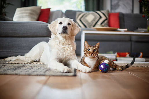 Philips robotski usisavač FC8822/01