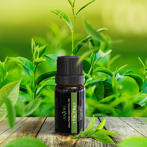 Anjou eterična ulja, 6 vrsta, 6x10 ml