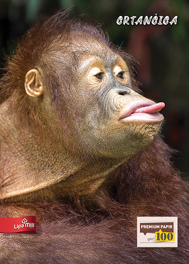 Crtančica za prvi razred Lipa Mill