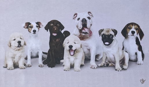 OLIVO TAPETTI podloga PET OASIS 45 x 75 cm, motiv psa