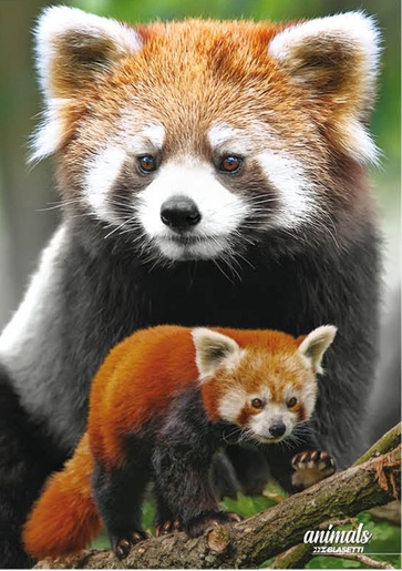 Bilježnica, Animal, A4 linije, meki uvez