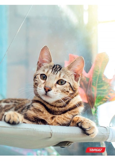 Bilježnica, Target Animal Baby, A4, kvadratići, meki uvez