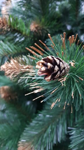 Umjetno božićno drvce - BEATA zlatna s češerima - 240 cm