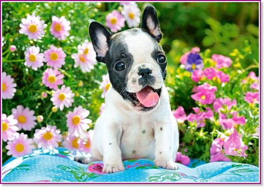 Puzzle 500 kom - Štene francuskog buldoga