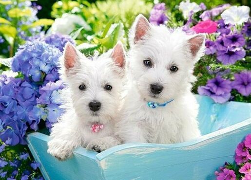 Puzzle 200 kom - Bijeli štenci Westie