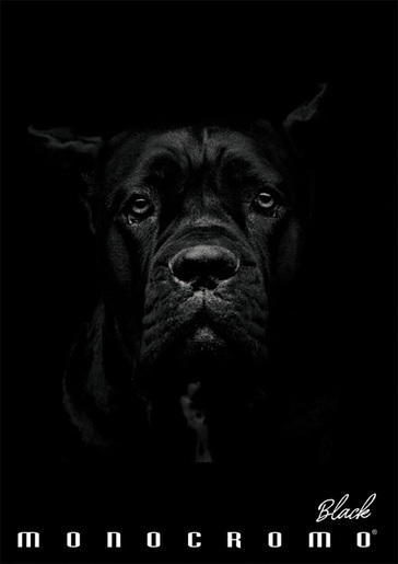 Bilježnica Pigna Monocromo Black, A4 kvadratići, 42 lista, meki uvez