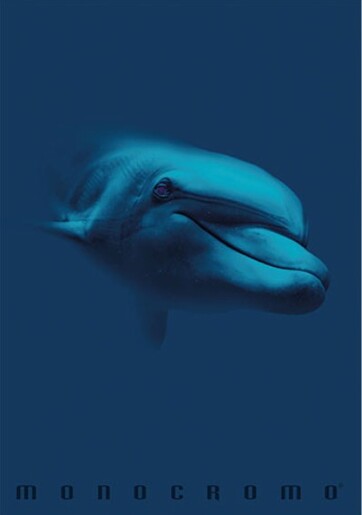 Bilježnica Pigna Monocromo Blue, A4 linije, 42 lista, meki uvez