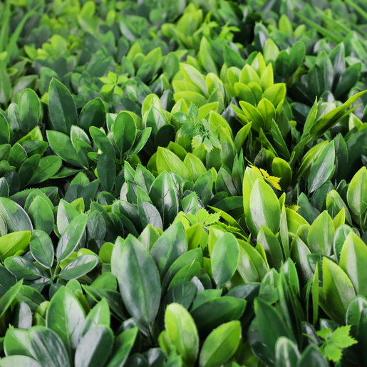 Dekorativna ploča umjetno zelenilo 100x100cm Daffodil Dream UV