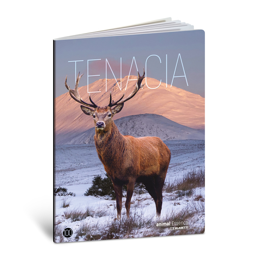 Bilježnica  Blasetti Scuola Animal essence, A4 kvadratići, 38 listova, meki uvez