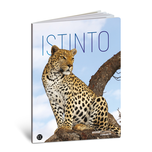 Bilježnica  Blasetti Scuola Animal essence, A4 kvadratići, 38 listova, meki uvez