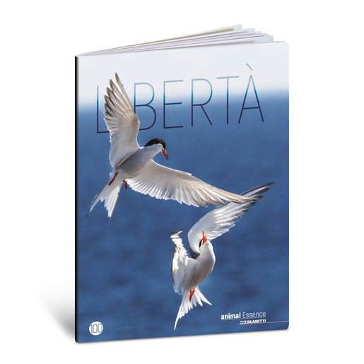 Bilježnica  Blasetti Scuola Animal essence, A4 linije, 38 listova, meki uvez