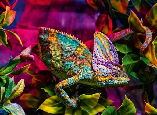 Ravensburger 500 kom puzzle Chameleon
