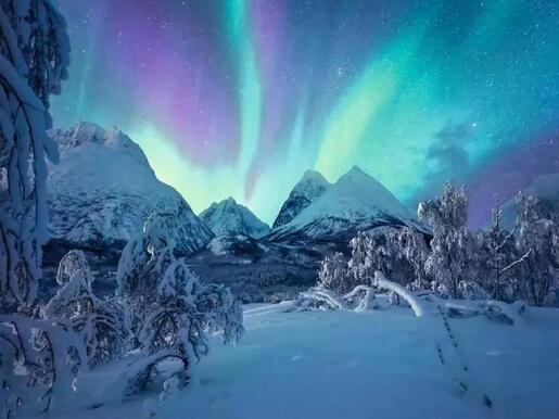 Ravensburger 1500 kom puzzle The Arctic Show