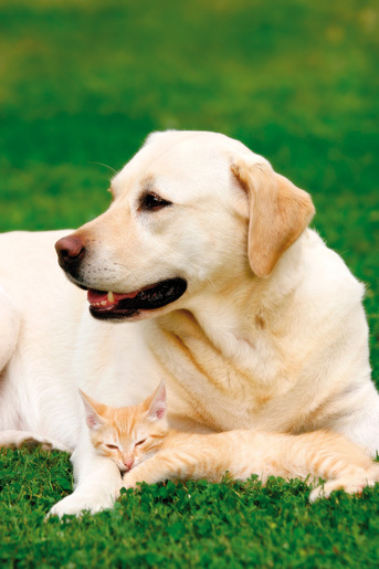 Medisana LCS Električni češalj za uklanjanje ušiju RA