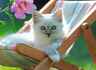 Ravensburger 200 kom puzzle Cat Photo