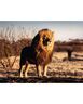 Ravensburger 1500 kom puzzle Lion in the Savannah