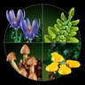 LEGO® Botanicals Šumske gljive 11505