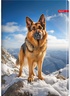 Set bilježnica Ilijanum Pets, A4 linije, 52 listova, meki uvez, 10 KOM