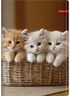 Set bilježnica Ilijanum Pets, A4 linije, 52 listova, meki uvez, 10 KOM