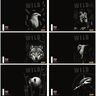 Set bilježnica, Target Animal Wild, A4, geometrija, 52 lista, meki uvez, 10 KOM