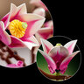 LEGO® Botanicals Grane magnolije 11510